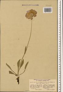 Lomelosia caucasica (M. Bieb.) Greuter & Burdet, Caucasus, South Ossetia (K4b) (South Ossetia)