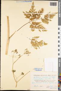 Anthriscus sylvestris (L.) Hoffm., Eastern Europe, North Ukrainian region (E11) (Ukraine)