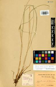 Carex erawinensis Korotky, Siberia, Baikal & Transbaikal region (S4) (Russia)