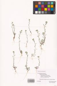 Alyssum alyssoides (L.) L., Eastern Europe, Central forest-and-steppe region (E6) (Russia)