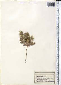 Cousinia prolifera Jaub. & Spach, Middle Asia, Karakum (M6) (Turkmenistan)