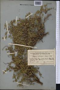 Thymus kotschyanus Boiss. & Hohen., Middle Asia, Western Tian Shan & Karatau (M3) (Kazakhstan)