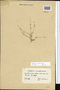 Goldbachia pendula Botsch., Middle Asia, Western Tian Shan & Karatau (M3) (Kazakhstan)