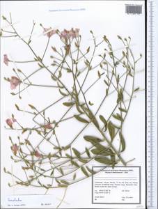 Convolvulus, Middle Asia, Pamir & Pamiro-Alai (M2) (Uzbekistan)