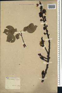 Prunus armeniaca L., Caucasus, Armenia (K5) (Armenia)