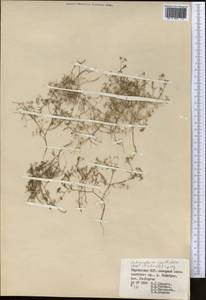 Psammogeton capillifolium (Regel & Schmalh.) Mousavi, Mozaff. & Zarre, Middle Asia, Pamir & Pamiro-Alai (M2) (Kyrgyzstan)