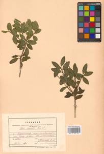 Ilex crenata Thunb., Siberia, Russian Far East (S6) (Russia)