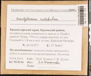 Brachythecium rutabulum (Hedw.) Schimp., Bryophytes, Bryophytes - North Caucasus & Ciscaucasia (B12) (Russia)