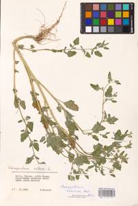 Chenopodium suecicum Murr, Eastern Europe, Lithuania (E2a) (Lithuania)