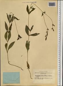 Silene latifolia subsp. alba (Miller) Greuter & Burdet, Siberia, Altai & Sayany Mountains (S2) (Russia)