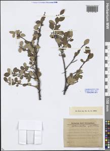 Cotoneaster uniflorus Bunge, Siberia, Western (Kazakhstan) Altai Mountains (S2a) (Kazakhstan)