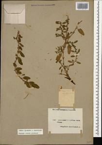 Polygonum cognatum subsp. cognatum, Caucasus, Armenia (K5) (Armenia)