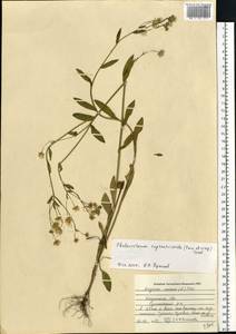 Erigeron annuus (L.) Pers., Eastern Europe, Central region (E4) (Russia)