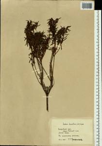Rhododendron tomentosum (Stokes) Harmaja, Siberia, Russian Far East (S6) (Russia)