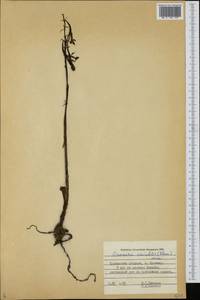 Cremastra appendiculata var. variabilis (Blume) I.D.Lund, Siberia, Russian Far East (S6) (Russia)