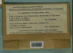 Codriophorus acicularis (Hedw.) P. Beauv., Bryophytes, Bryophytes - Karelia, Leningrad & Murmansk Oblasts (B4) (Russia)
