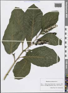 Phytolacca acinosa Roxb., Eastern Europe, Central forest region (E5) (Russia)