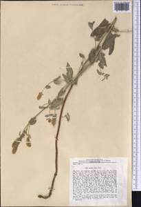 Mentha longifolia var. asiatica (Boriss.) Rech.f., Middle Asia, Pamir & Pamiro-Alai (M2) (Tajikistan)