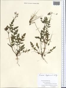 Erodium hoefftianum C. A. Meyer, Middle Asia, Muyunkumy, Balkhash & Betpak-Dala (M9) (Kazakhstan)