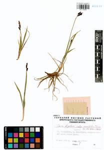 Carex bigelowii subsp. ensifolia (Turcz. ex Gorodkov) Holub, Siberia, Baikal & Transbaikal region (S4) (Russia)