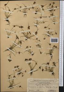 Cyperus fuscus L., Middle Asia, Western Tian Shan & Karatau (M3) (Kazakhstan)