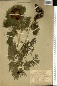 Paeonia tenuifolia L., Eastern Europe, North Ukrainian region (E11) (Ukraine)