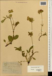 Anthyllis vulneraria subsp. polyphylla (DC.)Nyman, p.p., Caucasus, Stavropol Krai, Karachay-Cherkessia & Kabardino-Balkaria (K1b) (Russia)