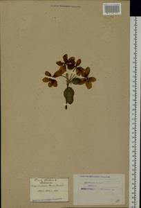 Malus sylvestris Mill., Eastern Europe, Northern region (E1) (Russia)