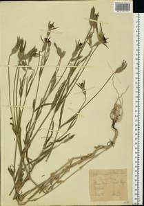 Agrostemma githago L., Eastern Europe, Central forest-and-steppe region (E6) (Russia)