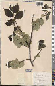 Ulmus glabra Huds., Eastern Europe, North Ukrainian region (E11) (Ukraine)