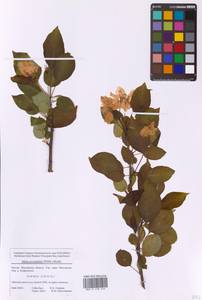 Malus prunifolia (Willd.) Borkh., Eastern Europe, Moscow region (E4a) (Russia)