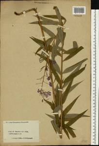 Chamaenerion angustifolium (L.) Scop., Eastern Europe, Central forest region (E5) (Russia)