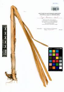 Typha laxmannii Lepech., Siberia, Baikal & Transbaikal region (S4) (Russia)