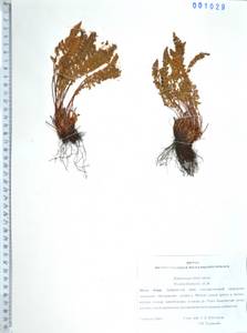 Woodsia ilvensis (L.) R.Br., Siberia, Russian Far East (S6) (Russia)
