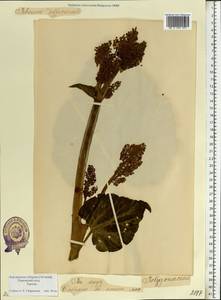 Rheum rhaponticum L., Eastern Europe, Estonia (E2c) (Estonia)