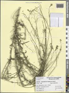 Sisymbrium lipskyi Busch, Caucasus, Dagestan (K2) (Russia)