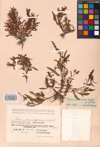 Rumex ucranicus Fisch., Eastern Europe, Lower Volga region (E9) (Russia)