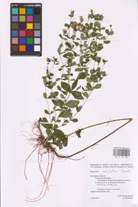 Hypericum maculatum Crantz, Eastern Europe, Central region (E4) (Russia)