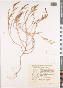 Corispermum sibiricum Iljin, Eastern Europe, Volga-Kama region (E7) (Russia)