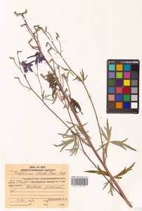 Delphinium cheilanthum Fisch. ex DC., Siberia, Russian Far East (S6) (Russia)