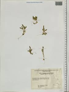 Gentiana prostrata Haenke, Siberia, Chukotka & Kamchatka (S7) (Russia)