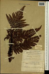 Dicksonia arborescens L'Hér., Africa (AFR) (Saint Helena, Ascension and Tristan da Cunha)