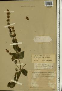 Mentha × dalmatica Tausch, Eastern Europe, Central forest-and-steppe region (E6) (Russia)