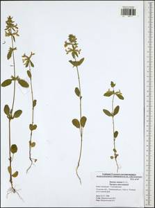 Stachys annua (L.) L., Eastern Europe, Central region (E4) (Russia)