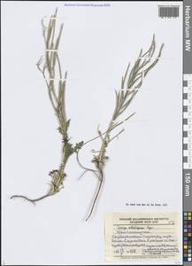 Parrya subsiliquosa Popov, Middle Asia, Western Tian Shan & Karatau (M3) (Kazakhstan)