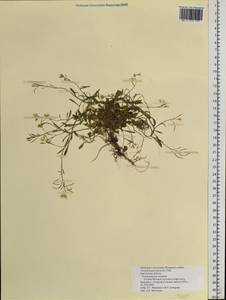 Arabidopsis lyrata subsp. lyrata, Siberia, Chukotka & Kamchatka (S7) (Russia)