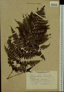 Athyrium filix-femina (L.) Roth, Siberia, Russian Far East (S6) (Russia)