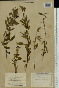 Salix fragilis L., Eastern Europe, Latvia (E2b) (Latvia)