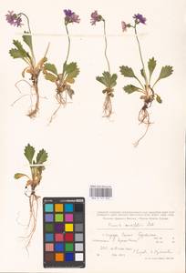 Primula cuneifolia Ledeb., Siberia, Russian Far East (S6) (Russia)