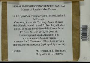 Cirriphyllum crassinervium (Taylor ex Wilson) Loeske & M. Fleisch., Bryophytes, Bryophytes - North Caucasus & Ciscaucasia (B12) (Russia)